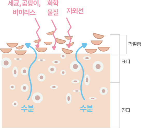 노화와 외부 자극으로 수분이 손실되고 피부 장벽이 약해진 피부 구조