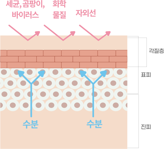 리쥬란힐러 시술 후 피부 장벽과 수분 균형이 개선된 피부 구조