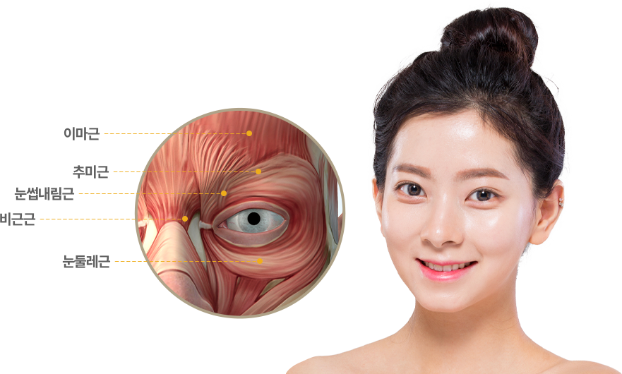 눈썹 주변 근육 구조와 얼굴에서의 위치를 함께 보여주는 이미지