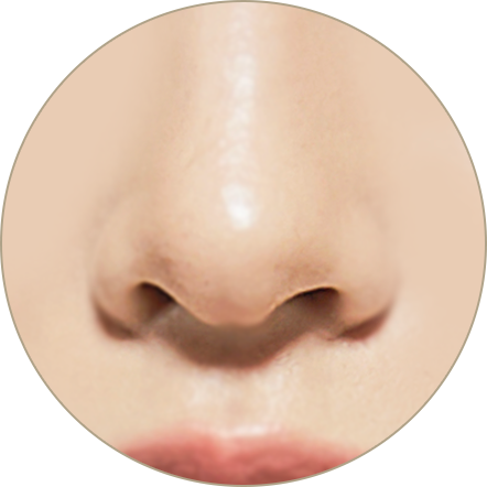 코끝과 비주 위치를 보여주는 코 정면 이미지